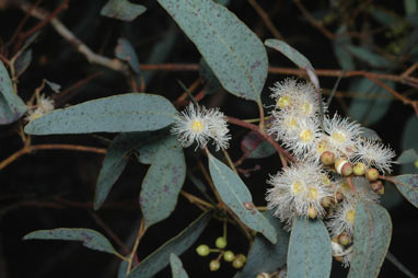 APII jpeg image of Eucalyptus whitei  © contact APII
