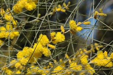 APII jpeg image of Acacia curranii  © contact APII