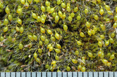 APII jpeg image of Grimmia pulvinata var. africana  © contact APII