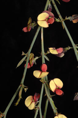 APII jpeg image of Templetonia aculeata  © contact APII