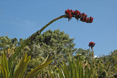 APII jpeg image of Doryanthes palmeri  © contact APII
