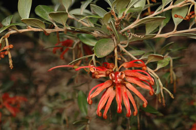 APII jpeg image of Grevillea brevifolia  © contact APII
