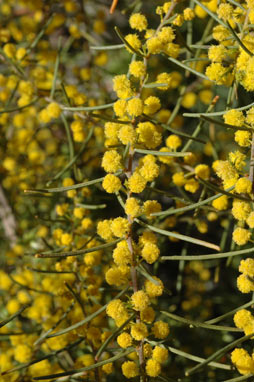 APII jpeg image of Acacia menzelii  © contact APII