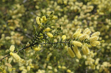 APII jpeg image of Acacia verticillata subsp. verticillata  © contact APII