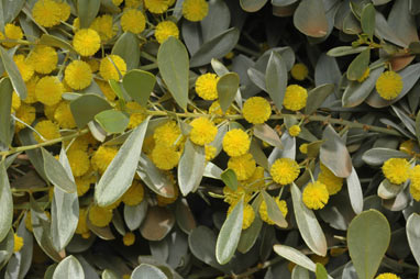 APII jpeg image of Acacia argyraea  © contact APII