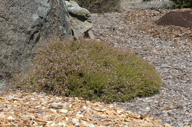 APII jpeg image of Boronia filifolia  © contact APII