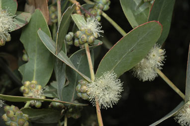 APII jpeg image of Eucalyptus neglecta  © contact APII