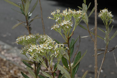 APII jpeg image of Olearia viscosa  © contact APII