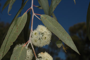 APII jpeg image of Eucalyptus risdonii  © contact APII