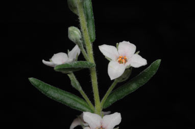 APII jpeg image of Zieria veronicea  © contact APII