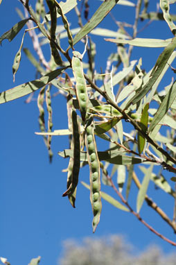 APII jpeg image of Acacia caesiella  © contact APII