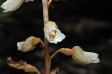 APII jpeg image of Gastrodia sesamoides  © contact APII