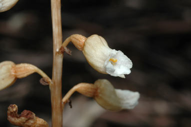 APII jpeg image of Gastrodia sesamoides  © contact APII