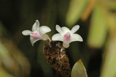 APII jpeg image of Dendrobium aloilifolium  © contact APII