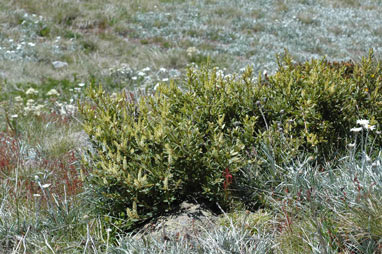 APII jpeg image of Orites lancifolia  © contact APII