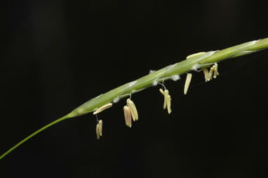 APII jpeg image of Glyceria australis  © contact APII