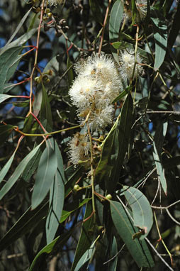 APII jpeg image of Eucalyptus parramattensis var. sphaerocalyx  © contact APII