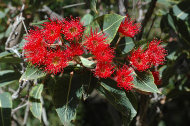 APII jpeg image of Corymbia ficifolia 'Dwarf Crimson'  © contact APII