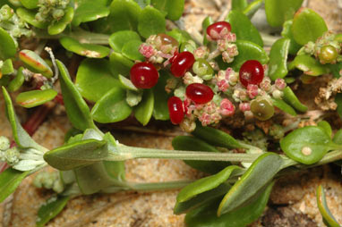 APII jpeg image of Rhagodia candolleana subsp. candolleana  © contact APII
