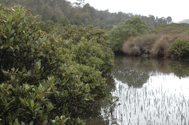 APII jpeg image of Avicennia marina subsp. australasica  © contact APII