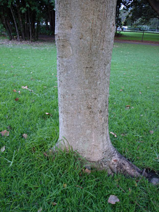 APII jpeg image of Ficus obliqua var. petiolaris  © contact APII