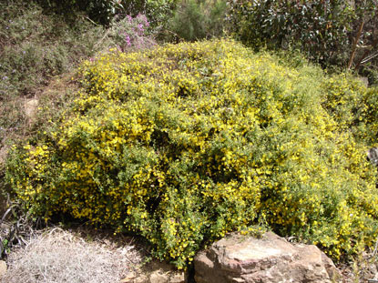 APII jpeg image of Hibbertia empetrifolia  © contact APII