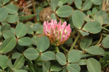 APII jpeg image of Trifolium fragiferum var. fragiferum  © contact APII