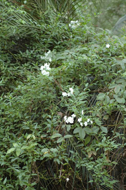 APII jpeg image of Solanum laxum  © contact APII