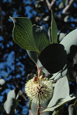 APII jpeg image of Hakea petiolaris subsp. trichophylla  © contact APII