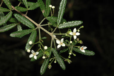 APII jpeg image of Zieria adenodonta  © contact APII