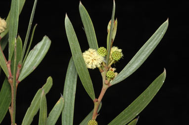 APII jpeg image of Acacia heteroclita subsp. heteroclita  © contact APII