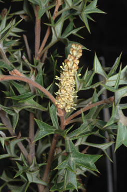 APII jpeg image of Grevillea ramosissima subsp. ramosissima  © contact APII