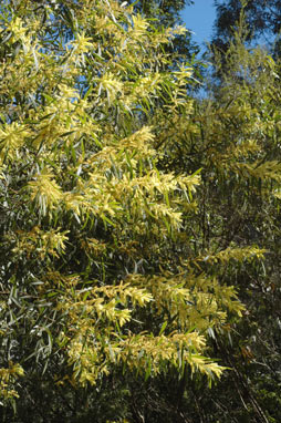 APII jpeg image of Acacia trinervata  © contact APII