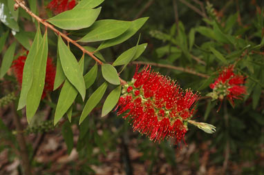 APII jpeg image of Callistemon acuminatus 'Nabiac Red'  © contact APII