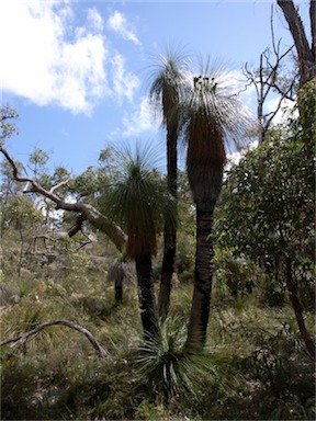 APII jpeg image of Kingia australis  © contact APII