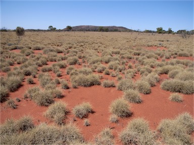 Hummock grasslands - Australian Vegetation