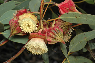 APII jpeg image of Eucalyptus kingsmillii  © contact APII