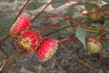 APII jpeg image of Eucalyptus youngiana  © contact APII