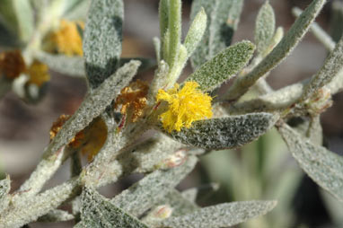 APII jpeg image of Acacia lanuginophylla  © contact APII