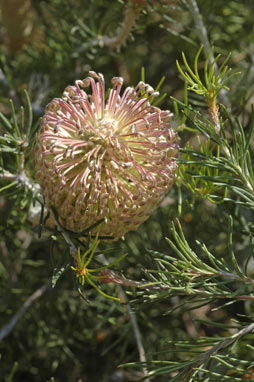 APII jpeg image of Banksia scabrella  © contact APII