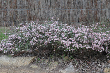 APII jpeg image of Leptospermum 'Pink Cascade'  © contact APII