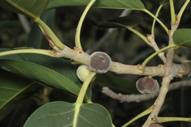 APII jpeg image of Ficus platypoda  © contact APII