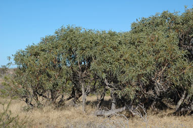 APII jpeg image of Eucalyptus xerothermica  © contact APII