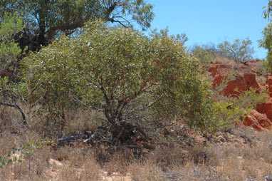APII jpeg image of Eucalyptus prominens  © contact APII