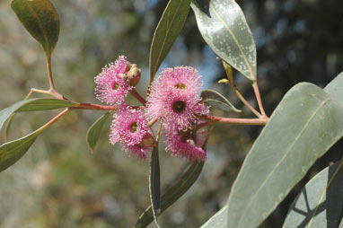 APII jpeg image of Eucalyptus albopurpurea  © contact APII