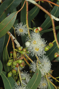 APII jpeg image of Eucalyptus dalrympleana subsp. dalrympleana  © contact APII