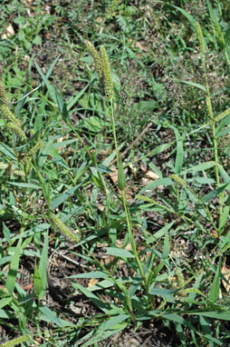 APII jpeg image of Setaria verticillata  © contact APII