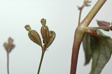 APII jpeg image of Boerhavia dominii  © contact APII