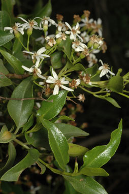 APII jpeg image of Olearia elliptica subsp. elliptica  © contact APII