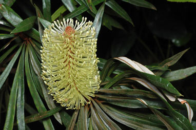 APII jpeg image of Banksia integrifolia var. aquilonia  © contact APII
